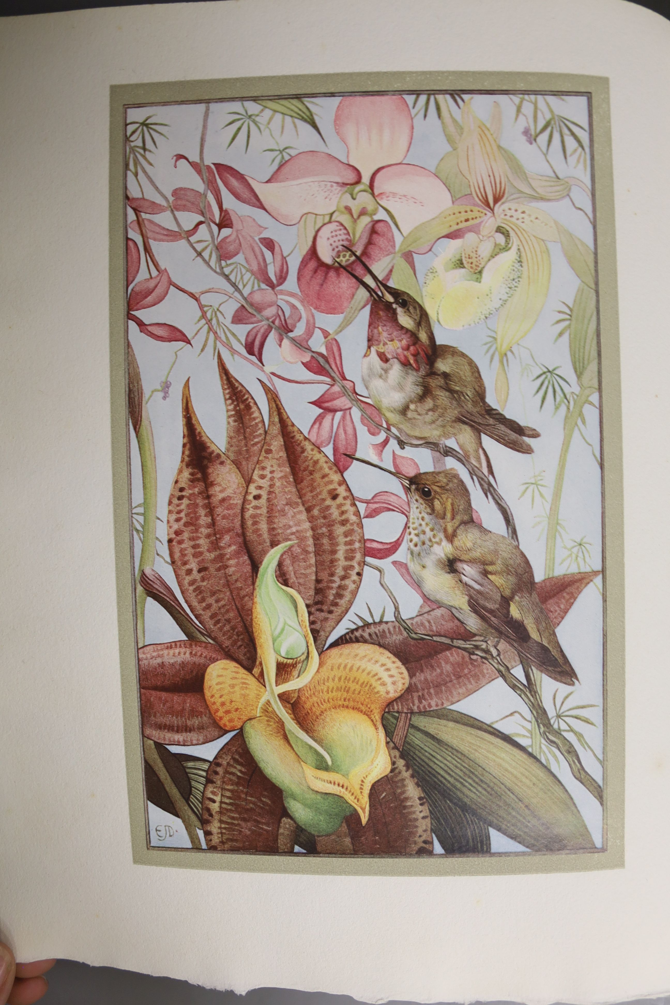 Maeterlinck (M) & Detmold (E. J., illus.), 'Hours of Gladness'